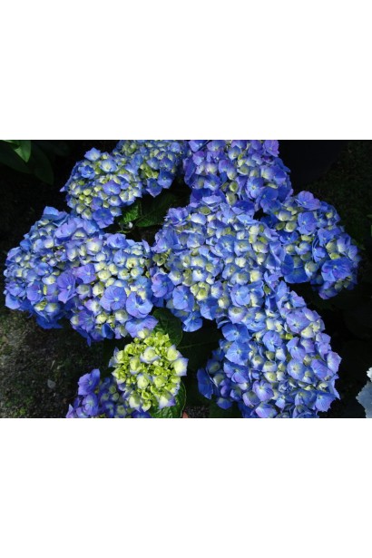 Гортензія широколиста Early Blue